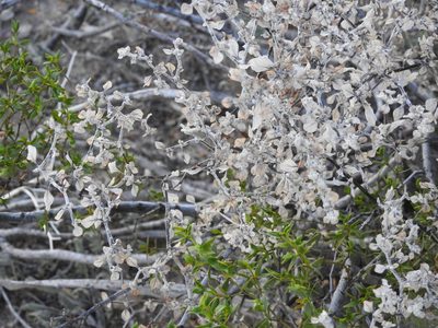 Tidestromia lanuginosa, photographed by Rachel Stringham