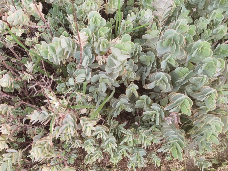 Kalanchoe fedtschenkoi, photographed by Philani Hadebe