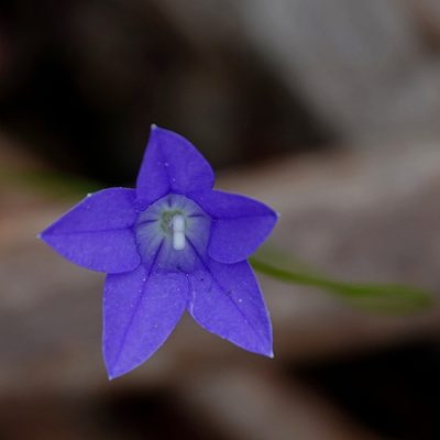 Wahlenbergia gloriosa, photographed by Max Campbell