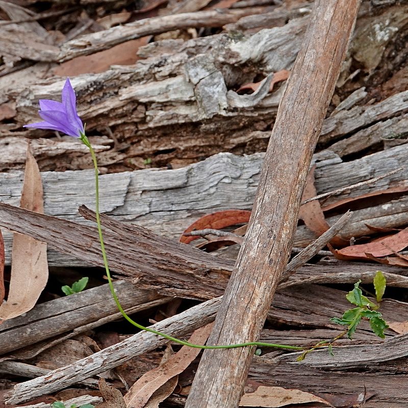 Wahlenbergia gloriosa, photographed by Max Campbell