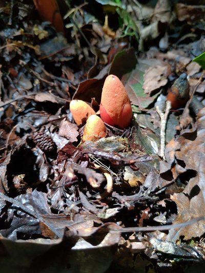 Balanophora laxiflora, photographed by Cynthia Su