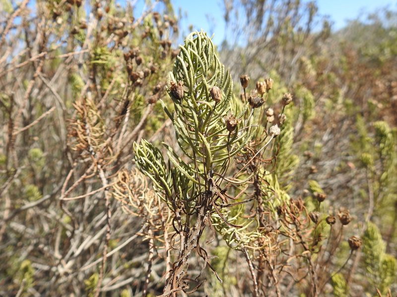 Euryops linifolius, photographed by Paul Emms