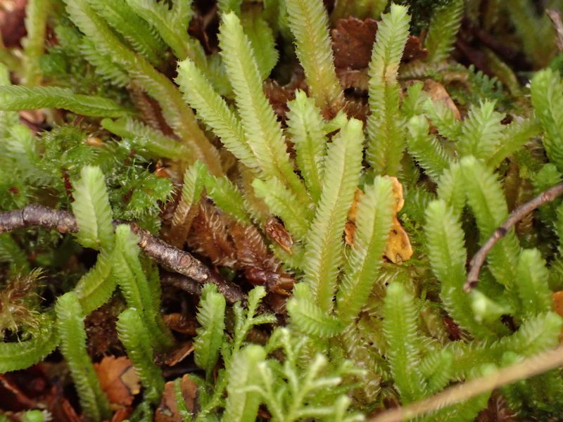 Heteroscyphus ciliatus, photographed by Leon Perrie