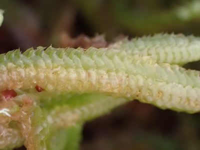Heteroscyphus ciliatus, photographed by Leon Perrie