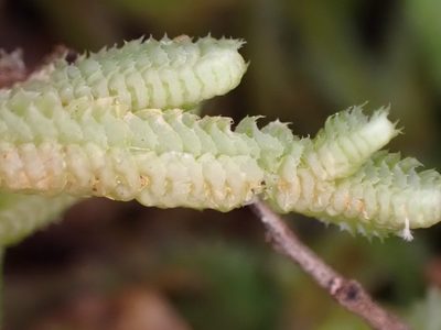 Heteroscyphus ciliatus, photographed by Leon Perrie