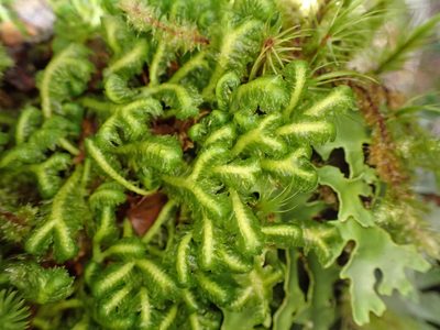 Schistochila pinnatifolia, photographed by Leon Perrie