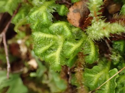 Schistochila pinnatifolia, photographed by Leon Perrie