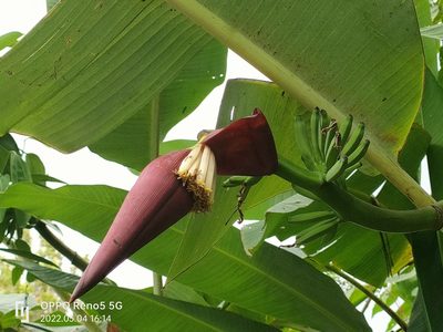 Musa acuminata, photographed by Ong Jyh Seng