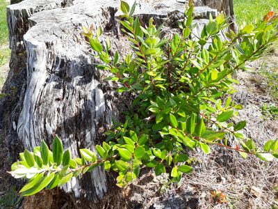 Metrosideros excelsa, photographed by Doug Miller