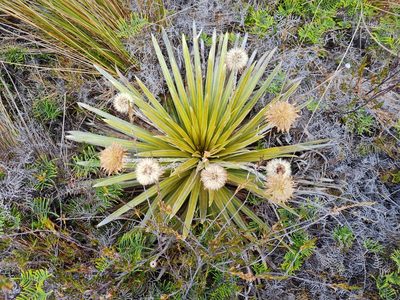 Celmisia armstrongii, photographed by gnapp