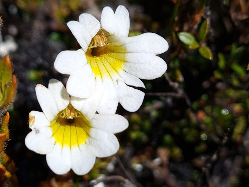Euphrasia townsonii, photographed by gnapp