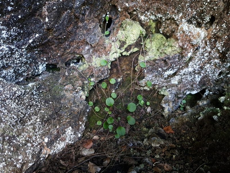Myosotis chaffeyorum, photographed by gnapp