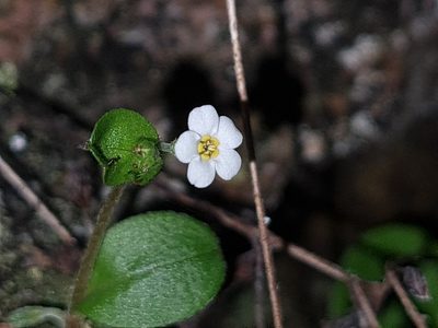 Myosotis chaffeyorum, photographed by gnapp