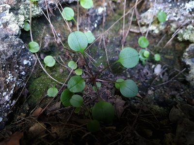 Myosotis chaffeyorum, photographed by gnapp