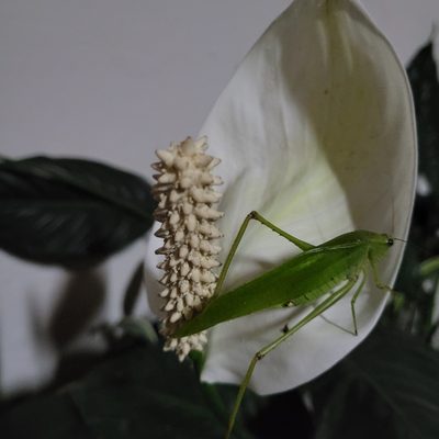 Spathiphyllum wallisii, photographed by Maria Janeiro
