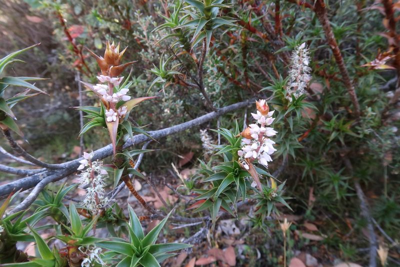 Richea gunnii, photographed by Cowirrie