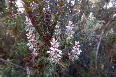 Richea gunnii, photographed by Cowirrie