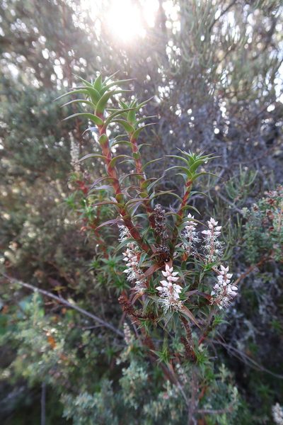 Richea gunnii, photographed by Cowirrie