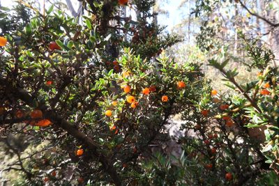 Coprosma nitida, photographed by Cowirrie