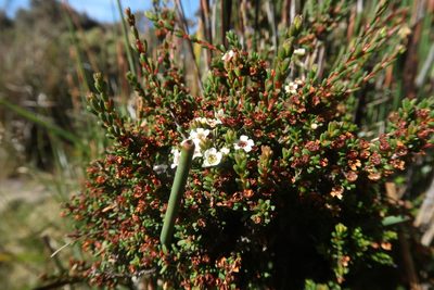 Baeckea gunniana, photographed by Cowirrie