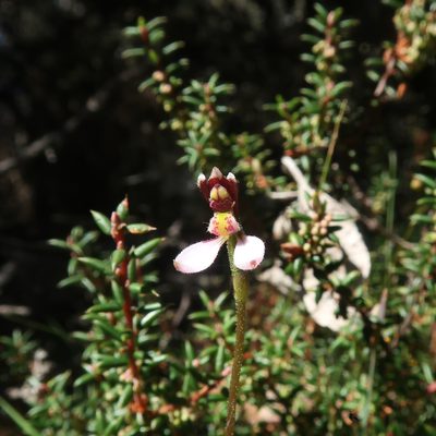 Eriochilus cucullatus, photographed by Cowirrie