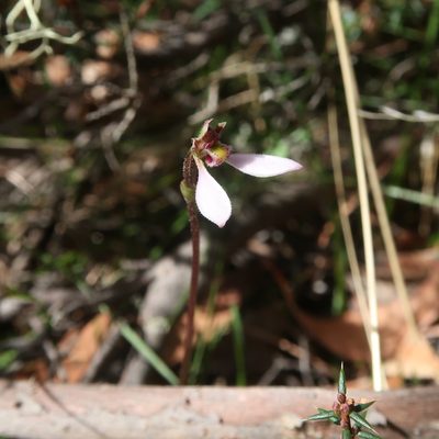 Eriochilus cucullatus, photographed by Cowirrie
