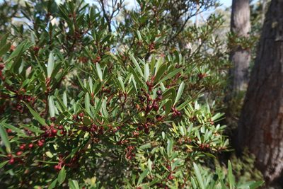Tasmannia lanceolata, photographed by Cowirrie