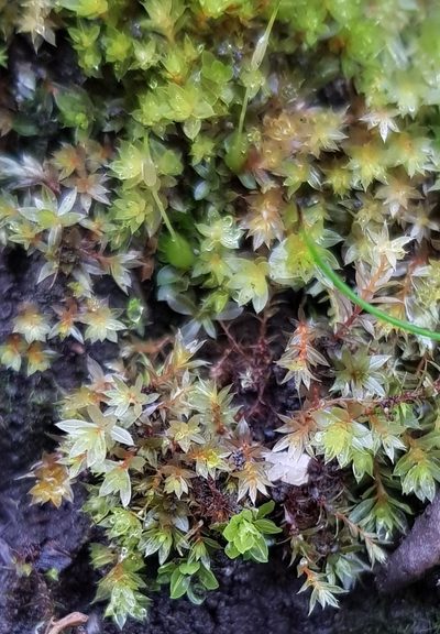 Rosulabryum rubens, photographed by Helen Waterman