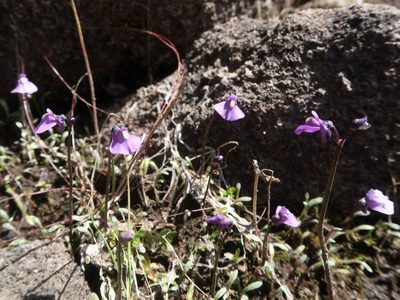 Utricularia dichotoma, photographed by Cowirrie