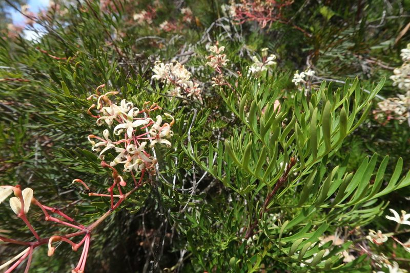 Lomatia tinctoria, photographed by Cowirrie