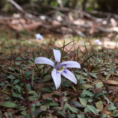 Isotoma fluviatilis, photographed by Cowirrie
