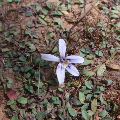 Isotoma fluviatilis, photographed by Cowirrie