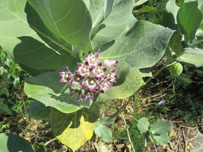 Calotropis procera, photographed by Светлана Царахова