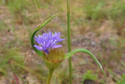 Spermacoce dibrachiata, photographed by i_c_riddell