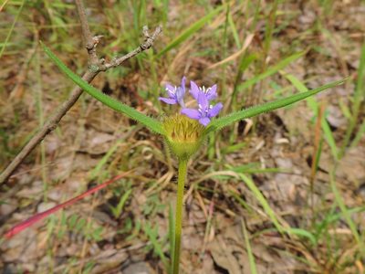Spermacoce dibrachiata, photographed by i_c_riddell