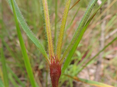 Spermacoce dibrachiata, photographed by i_c_riddell