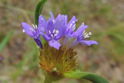 Spermacoce dibrachiata, photographed by i_c_riddell