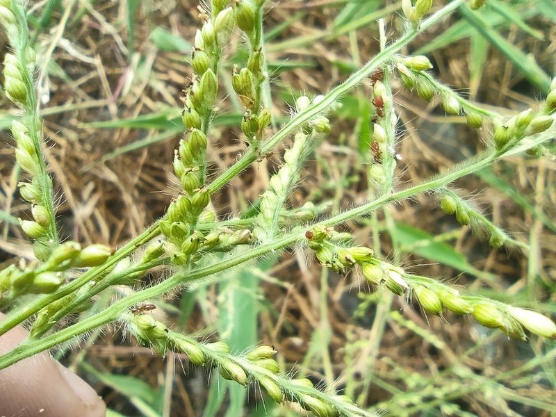 Urochloa ramosa, photographed by Augustin Soulard