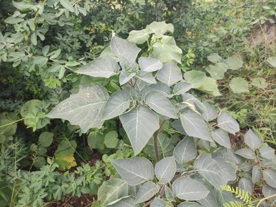 Datura innoxia, photographed by Augustin Soulard