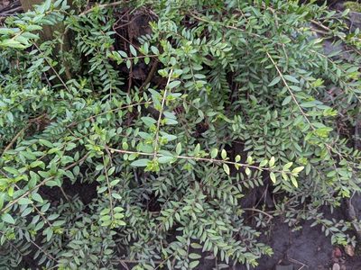 Lonicera ligustrina, photographed by thulahn