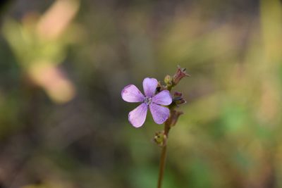 Buchnera floridana, photographed by Mitch Van Dyke