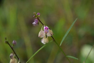Asemeia grandiflora, photographed by Mitch Van Dyke