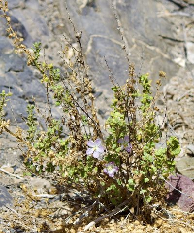 Cristaria integerrima, photographed by Ben Lyle Bedard