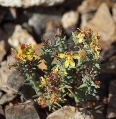 Dinemandra ericoides, photographed by Ben Lyle Bedard