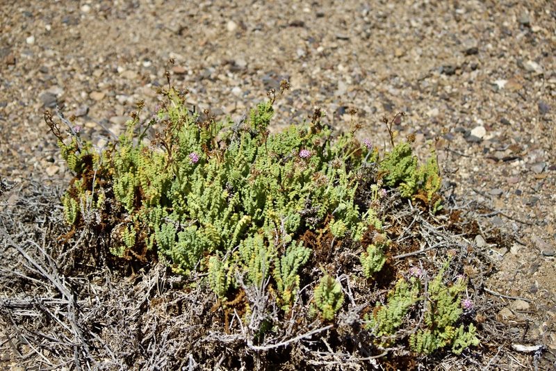 Polyachyrus fuscus, photographed by Ben Lyle Bedard