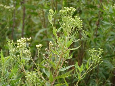 Nidorella ivifolia, photographed by Shaun Swanepoel