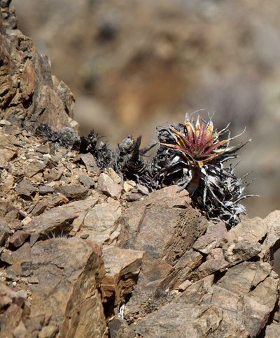 Deuterocohnia chrysantha, photographed by Ben Lyle Bedard