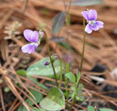 Viola septemloba, photographed by Lauren McLaurin