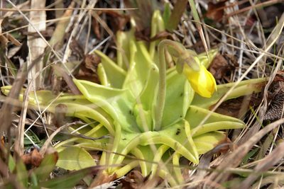 Pinguicula lutea, photographed by Lauren McLaurin