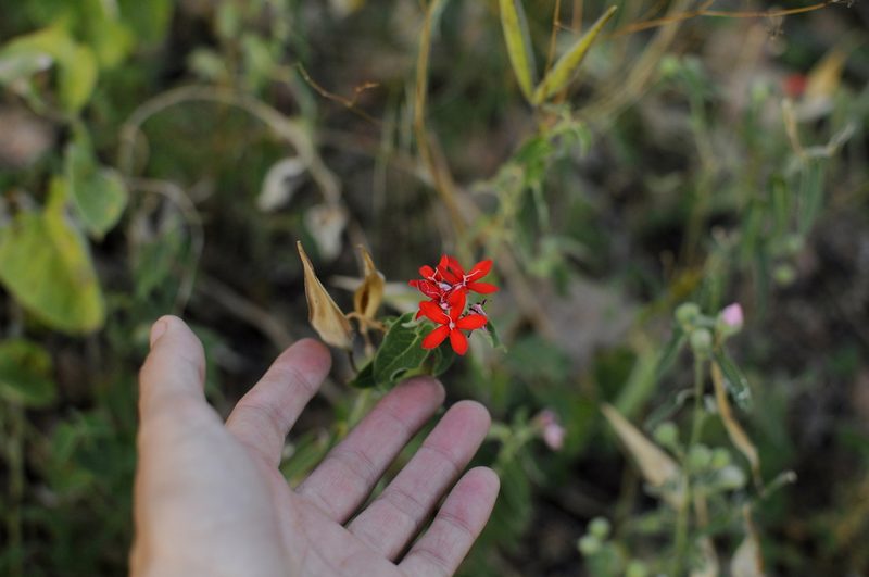 Oxypetalum coccineum, photographed by cactusauria